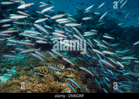 Bluestreak fusilier (Pterocaesio tile) scuola sulla barriera corallina. Maldive. Foto Stock