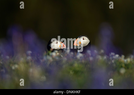 Fratercula arctica - una coppia di pulcinelle di mare prese attraverso bluebells e white campion Foto Stock