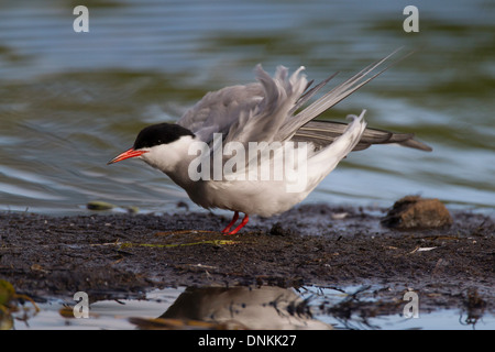 Adulto Tern comune prendendo una pausa dalla alimentazione di pulcini, al Lago Prestvannet in Tromso, Norvegia. Foto Stock