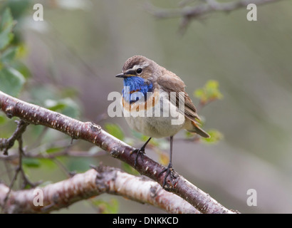 Luscinia svecica - maschio pettazzurro appollaiato su un ramo Foto Stock