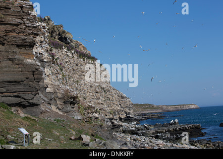 Vista del paesaggio di kittiwake colonia su Ekkeroy, Varanger, Norvegia Foto Stock