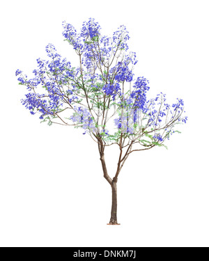 Splendida fioritura alberi di Jacaranda isolati su sfondo bianco Foto Stock