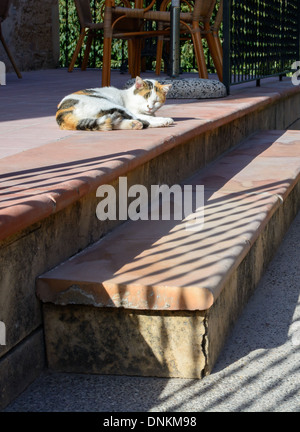 Gatto pigro sonnecchiare su un soleggiato scalinata, Maiorca, isole Baleari, Spagna situato in una zona tranquilla alla fine di ottobre. Foto Stock