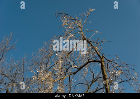 Il sole splende sul ghiaccio-laden a rami di un albero Foto Stock