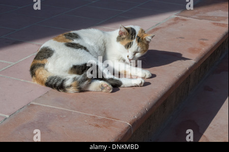 Gatto pigro sonnecchiare su un soleggiato scalinata, closeup, Maiorca, isole Baleari, Spagna. Foto Stock