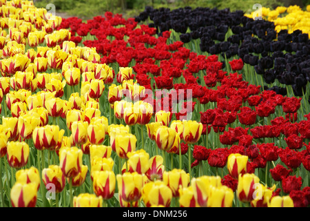 Lisse, Paesi Bassi, tulipani in area dall'olandese giardini Keukenhof Foto Stock