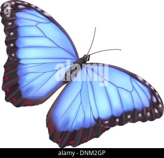 Illustrazione di un bel blu morpho butterfly Illustrazione Vettoriale