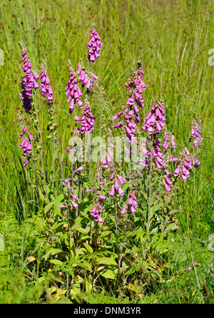 Foxgloves - Digitalis purpurea crescente nella radura, Foresta di Dean Foto Stock