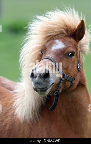 Villaggio Prangenberg, Germania, pony Shetland Foto Stock