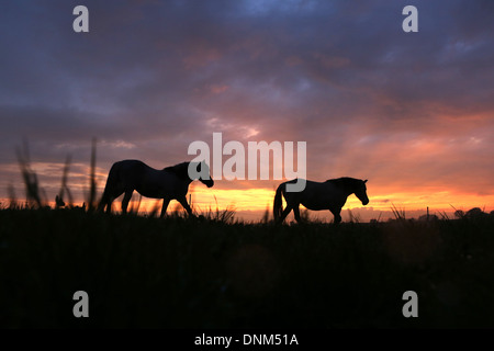 Villaggio Prangenberg, Germania, cavalli al tramonto su pascolo Foto Stock