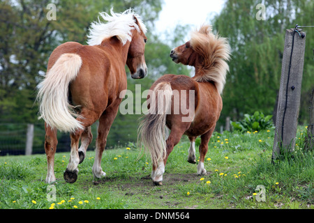 Villaggio Prangenberg, Germania, e pony Shetland Haflinger galoppo su un prato Foto Stock