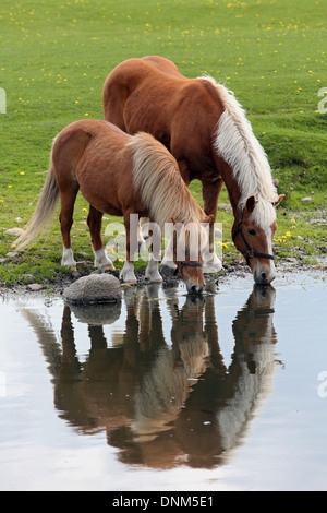 Villaggio Prangenberg, Germania, e Haflinger pony Shetland bere da uno stagno Foto Stock