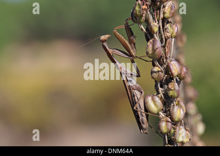 Mantide Religiosa (mantide religiosa) Foto Stock