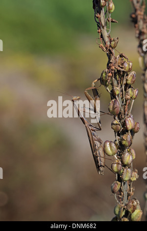 Mantide Religiosa (mantide religiosa) Foto Stock