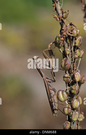 Mantide Religiosa (mantide religiosa) Foto Stock