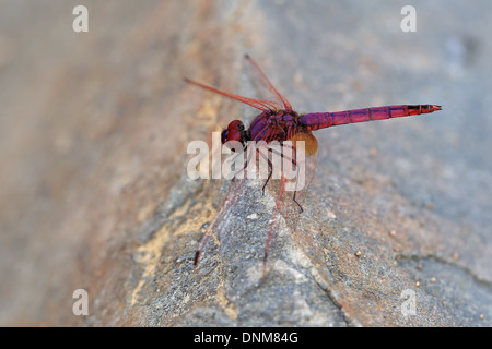 Violet Dropwing (Trithemis annulata) Foto Stock