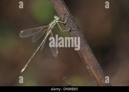 Meridionale Emerald Damselfly aka Migrant Spreadwing (Lestes barbarus) Foto Stock