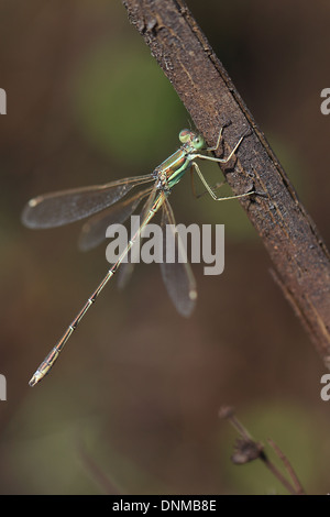 Meridionale Emerald Damselfly aka Migrant Spreadwing (Lestes barbarus) Foto Stock