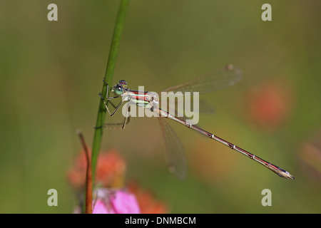 Meridionale Emerald Damselfly aka Migrant Spreadwing (Lestes barbarus) Foto Stock