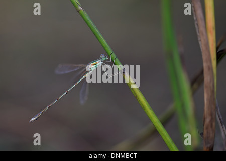 Meridionale Emerald Damselfly aka Migrant Spreadwing (Lestes barbarus) Foto Stock