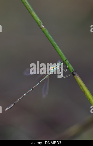 Meridionale Emerald Damselfly aka Migrant Spreadwing (Lestes barbarus) Foto Stock