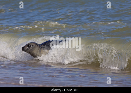 Guarnizione grigio (Halichoerus grypus) Foto Stock