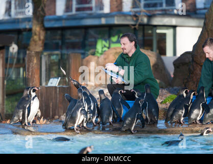 Il 2 gennaio, 2014. Lo Zoo di Londra, Londra, Regno Unito. La casa di più di 800 specie, ZSL London Zoo keepers contare ogni invertebrato, uccelli, pesci, mammiferi, rettili e anfibi. Il conteggio è richiesta come parte della sua licenza, i risultati quindi registrati nella specie internazionale Information System (ISIS) Foto Stock