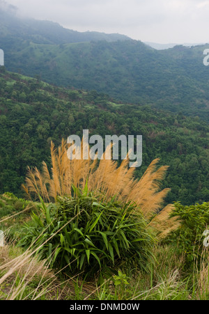 Khao Kho, Thailandia, le piante e le montagne in Khao Kho Parco Nazionale Foto Stock