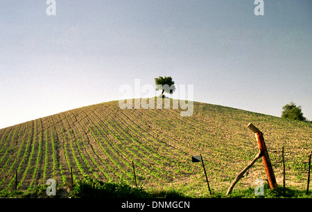 Un lone ulivo sorge in un campo in Prado del Rey, la provincia di Cadiz Cadice, Andalusia, marzo 2001. Foto Stock