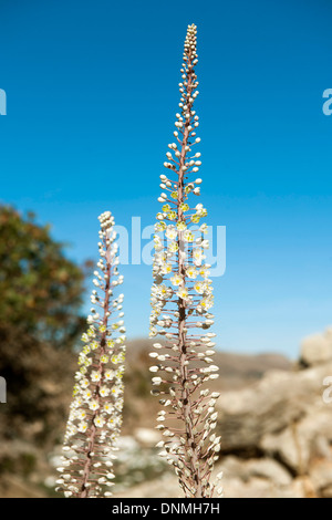 Griechenland, Insel Tilos, Bucht von Livadia, Drimia maritima oder urginea maritima, weisse Meerzwiebel Foto Stock