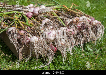 Appena scavato aglio organico essiccamento sull'erba Foto Stock