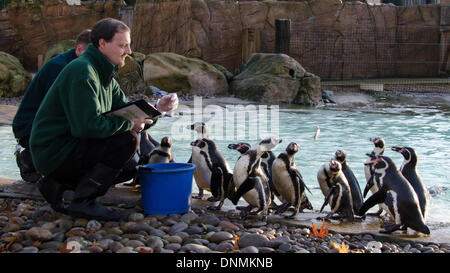 Londra, Regno Unito. Il 2 gennaio 2014. . I pinguini durante ZSL London Zoo constatazione annuale il 2 gennaio 2014 a Londra, Regno Unito. L'obbligo di conteggio è richiesta come parte di ZSL London Zoo zoo di licenza e i risultati sono registrati nella specie internazionale Information System (ISIS), dove i dati sono condivisi con i giardini zoologici in tutto il mondo e utilizzati per la gestione internazionale di programmi di allevamento di animali in pericolo.. (Photo credit: James Warren/Alamy Live News) Foto Stock