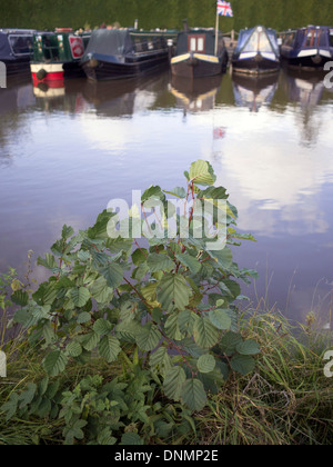 Alvechurch cantiere di Worcester e birmingham canal worcestershire Midlands England Regno Unito Foto Stock