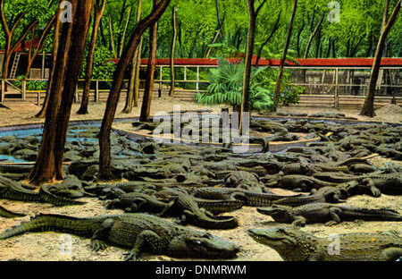 Questa cartolina degli anni '1930 mostra gli alligatori presso la fattoria degli alligatori di St. Augustine, Florida, situata sull'isola di Anastasia. La fattoria era una delle principali attrazioni turistiche dell'epoca. Foto Stock
