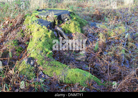 Coperte di muschio albero radici nel nuovo Parco Nazionale Foreste, Hampshire, Regno Unito Foto Stock