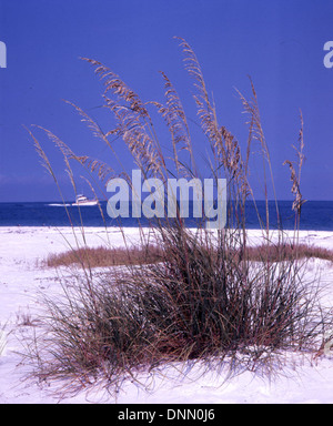 L'avena di mare cresce sulla spiaggia di Sarasota, in Florida, negli anni '1970 Questa immagine cattura le piante costiere lungo la costa, mostrando la bellezza naturale delle spiagge della Florida. Sarasota è conosciuta per i suoi paesaggi pittoreschi e l'avena marina si aggiunge al caratteristico ambiente costiero. Foto Stock