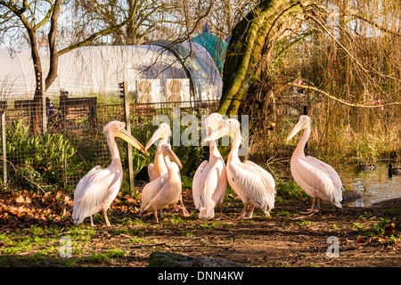 Pellicani vengono contati durante la Zoological Society di Londra (ZSL) London Zoo annuali di constatazione di animali. Foto Stock