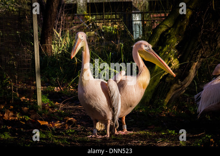 Pellicani vengono contati durante la Zoological Society di Londra (ZSL) London Zoo annuali di constatazione di animali. Foto Stock