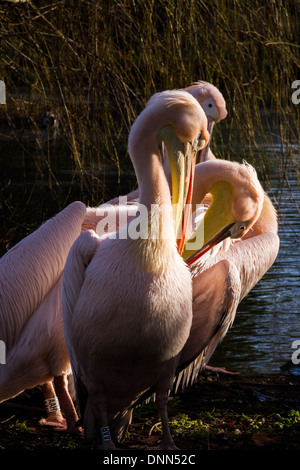 Pellicani vengono contati durante la Zoological Society di Londra (ZSL) London Zoo annuali di constatazione di animali Foto Stock