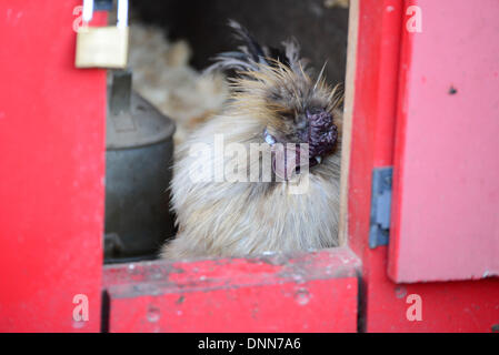 Londra, Regno Unito. Il 2 gennaio 2014. Polli come parte della constatazione presso il London Zoo di Londra UK. Il 2 gennaio 2014, Foto da vedere Li/ Alamy Live News Foto Stock