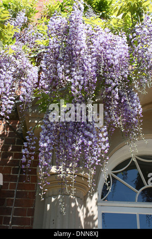 Un impianto di glicine appeso su una porta in Shropshire. Foto Stock