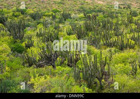 Cardon Cactus (Pachycereus Pringlei) in Baja, Messico Foto Stock