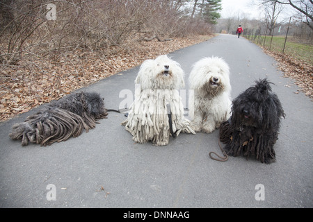 Il Puli è un piccolo-medie di razza ungherese di pastorizia e allevamento cane guardia noto per la sua lunga, rivestimento con filo. Foto Stock