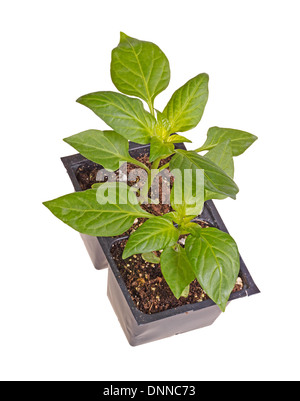 Due piantine di peperone dolce (Capsicum annuum) in plastica nera pentole pronto per il trapianto in un giardino di casa Foto Stock