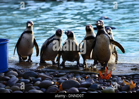 Londra, Regno Unito. Il 2 gennaio 2014. London Zoo keeper "Gabriele Sidoli e Carl Ashworth' conta 45 pinguini Humboldt come parte della constatazione presso il London Zoo di Londra UK. Il 2 gennaio 2014, Foto da vedere Li/ Alamy Live News Foto Stock