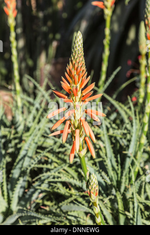 Aloe x spinosissima, o spider Aloe, un arancione pungenti fioritura di piante succulente originarie del Sud Africa Foto Stock