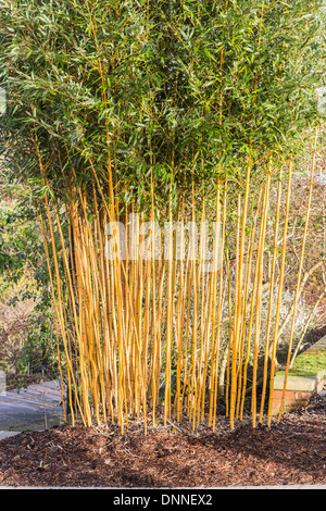 Golden stremmed 'bamboo Phyllostachys aureosulcata f. aureocaulis', o scanalatura dorata bambù, originarie dalla Cina Foto Stock