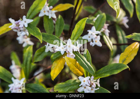 Fiori bianchi di Daphne bholua (carta Nepalese impianto), un inverno-pianta flowering/arbusto nativo di Himalaya e Cina Foto Stock