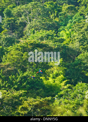 Scarlet Macaws in volo Foto Stock