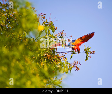 Scarlet Macaw nella penisola di Osa, Costa Rica Foto Stock